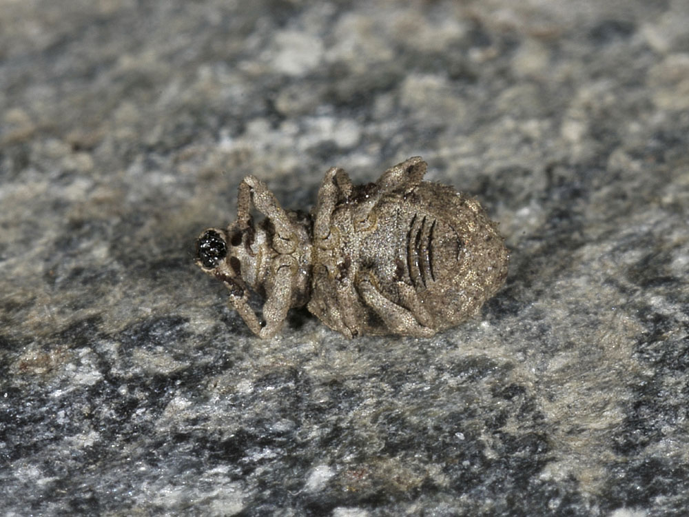 Curculionidae: Romualdius angustisetulus